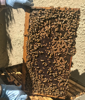/ARSUserFiles/20220500/Varroa/Sugar Shake/2 Select a brood frame with plenty of bees.png